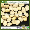 excellent quality Dried Split Broad Bean