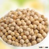 Chickpea