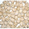 CHICK PEAS
