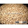 FRESH CROP INDIAN CHICKPEAS