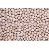 fresh quality natural white chick peas suppliers