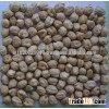 Chickpeas Supplier for Jordan