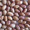 Health product new crop Light red speckled sugar beans