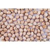 buy quality indian white chick peas