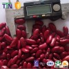 TTN red beans price kidney beans with high protein specification