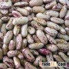 High quality Speckled Kidney Beans
