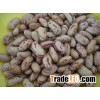 Long Shape Light Speckled Kidney Bean(Pinto Beans)Sugar Beans