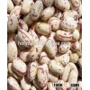 hot sale pinto beans