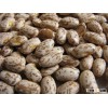 2014 New Crop Pinto Beans / Grade A