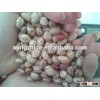new crop light speckled kidney bean