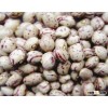 Long Shape Light Speckled Kidney Bean