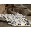 New Crop beans/white beans/kidney Small Long Shape 2015 at cheap prices