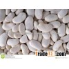 egyptian white kidney beans