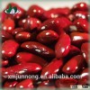 Green pollution-free super quality fresh canned red kidney beans