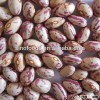 round shape light speckled kidney bean mexican pinto beans