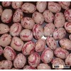 Light Speckled Kidney Beans( LSKB) Sugar beans Kidney beans