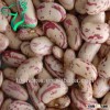 2013 Crop Dry Long Shape Pinto Beans Size 220-240pcs