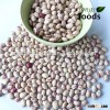 speckled kidney all variety beans
