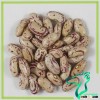 Sugar Beans South Africa, Red And White Speckled Kidney Beans