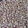wholesale Chinese light speckled kidney beans