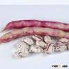 Huanan round light speckled kidney bean