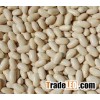 SELECTED SEEDS WHITE KIDNEY BEANS SPECIFICATION