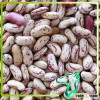 Dired 2013 Chinese Sugar Bean HSP Pulses Dry Pinto Sugar Beans/ Factory Price For Light Speckled Kid