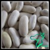2014 Crop Spanish Type White Beans/White Kidney Beans Medium Type For Sale