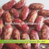 Price for Sugar Beans, Purple Speckled Kidney Beans New Crop
