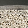 Navy white kidney bean butter bean