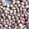2014 New round shape light speckled kidney beans sparkled beans