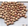 China product best quality light speckled kidney beans