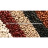 Red,White and Black Kidney Beans for sale