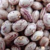 light speckled kidney beans