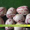 Light Speckled Kidney Beans, Xinjiang Origin, Price for Sugar Beans