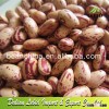 High Quality Light Speckled Kidney Beans Round Shape American Type