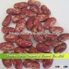 Wholesale New Crop Purple Speckled Kidney Beans Long Shape