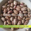 Light Speckled Kidney Beans or Sugar Beans or Pinto Beans American Round Shape, Price of LSKB,New Cr