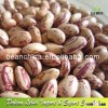 Heilongjiang Dried Speckled Kidney Beans American Type /Cranberry Bean/Sugar Beans