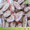 New crop Light Speckled Kidney Beans All Type /Pinto Beans/Pulses