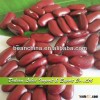 New Crop Dried Dark Red Kidney Beans High Quality,Long Shape Red Kidney Beans