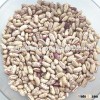 Best price New crop LSKB light speckled kidney beans bulk pinto beans for sale