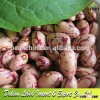 Light Speckled Kidney Beans Round Shape Or Sugar Beans