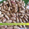 Supply High Quality Light Speckled Kidney Beans,Long Shape, Chinese Beans