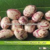 Supply LSKB with Good Quality, Round Shape Beans ,Xinjiang Origin