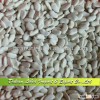 White Beans Yunna Origin, Size is about 70-80grains/100g