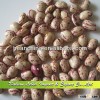 Crop 2013 Xinjiang Light Speckled Kidney Beans, Xinjiang Round Shape,size is about 175-185grains/100
