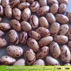 DALIAN Port organic beans ,light speckled kidney beans, mottle beans
