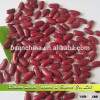 New Crop Dried British Red Kidney Bean 180-220pcs/100g
