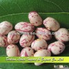 High Quality LSKB, Xinjiang Origin, Price for Sugar Beans